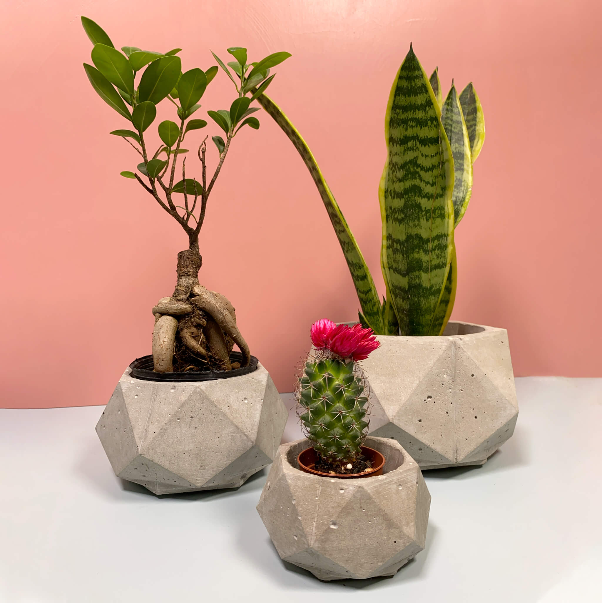 Meta Pots: Handmade Concrete Planters