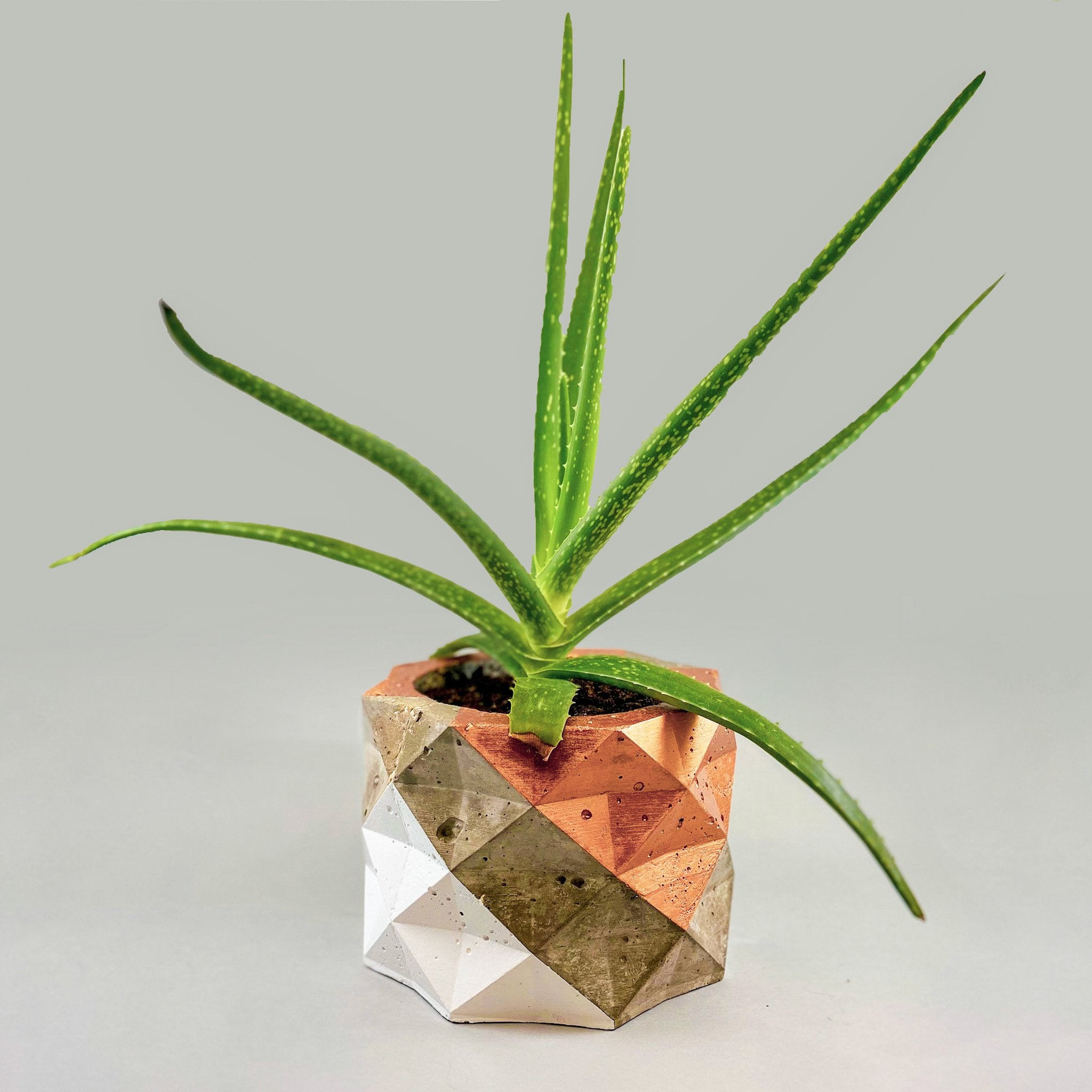 PolyPot - Set of 3 Geometric Pot Planters