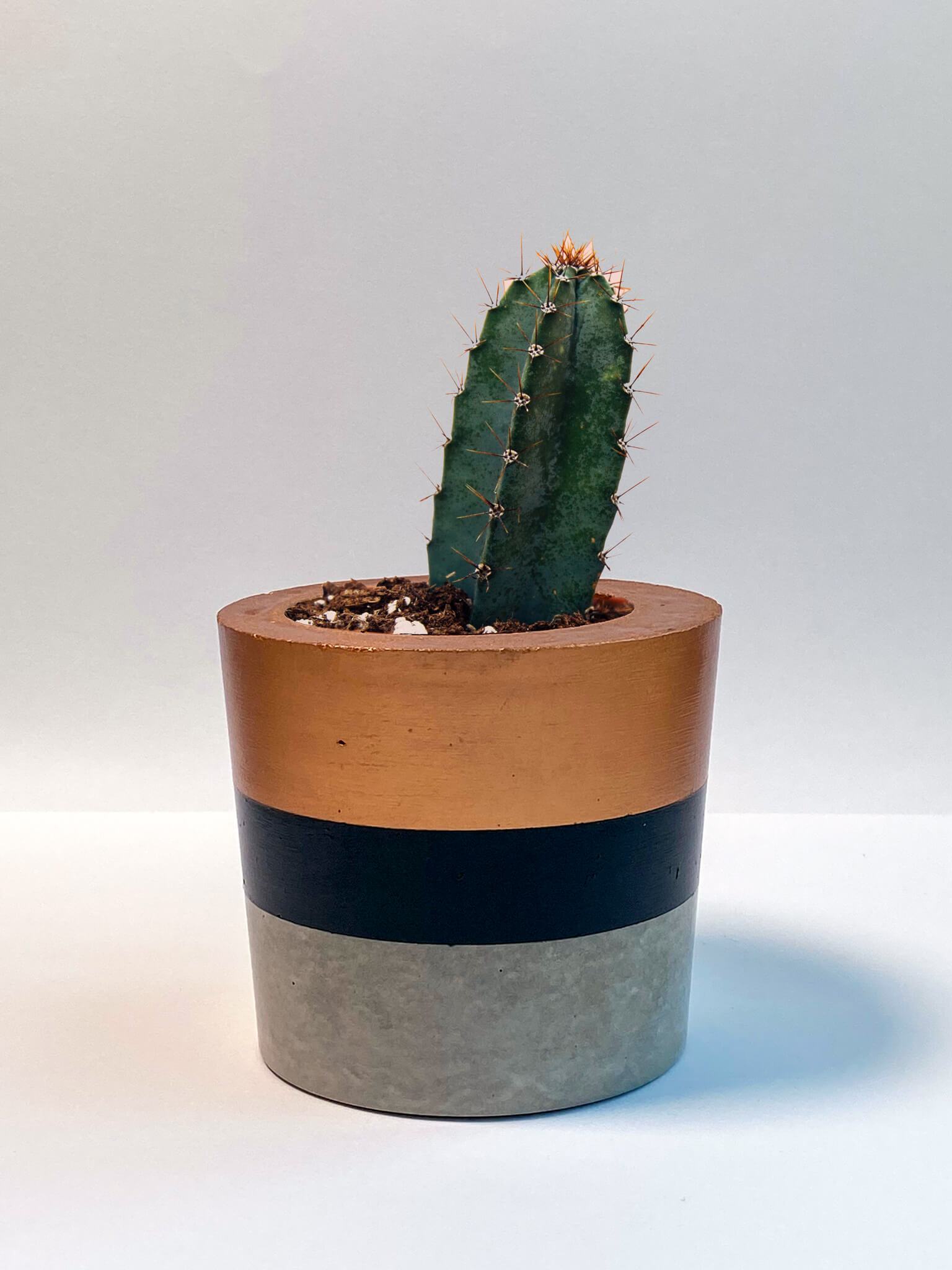 Black & Bronze Pots Planter