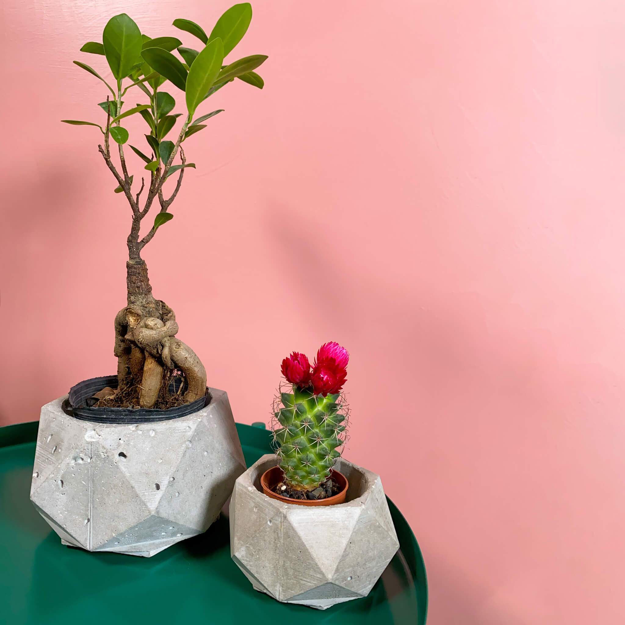 Polygon Pots - True Concrete Color