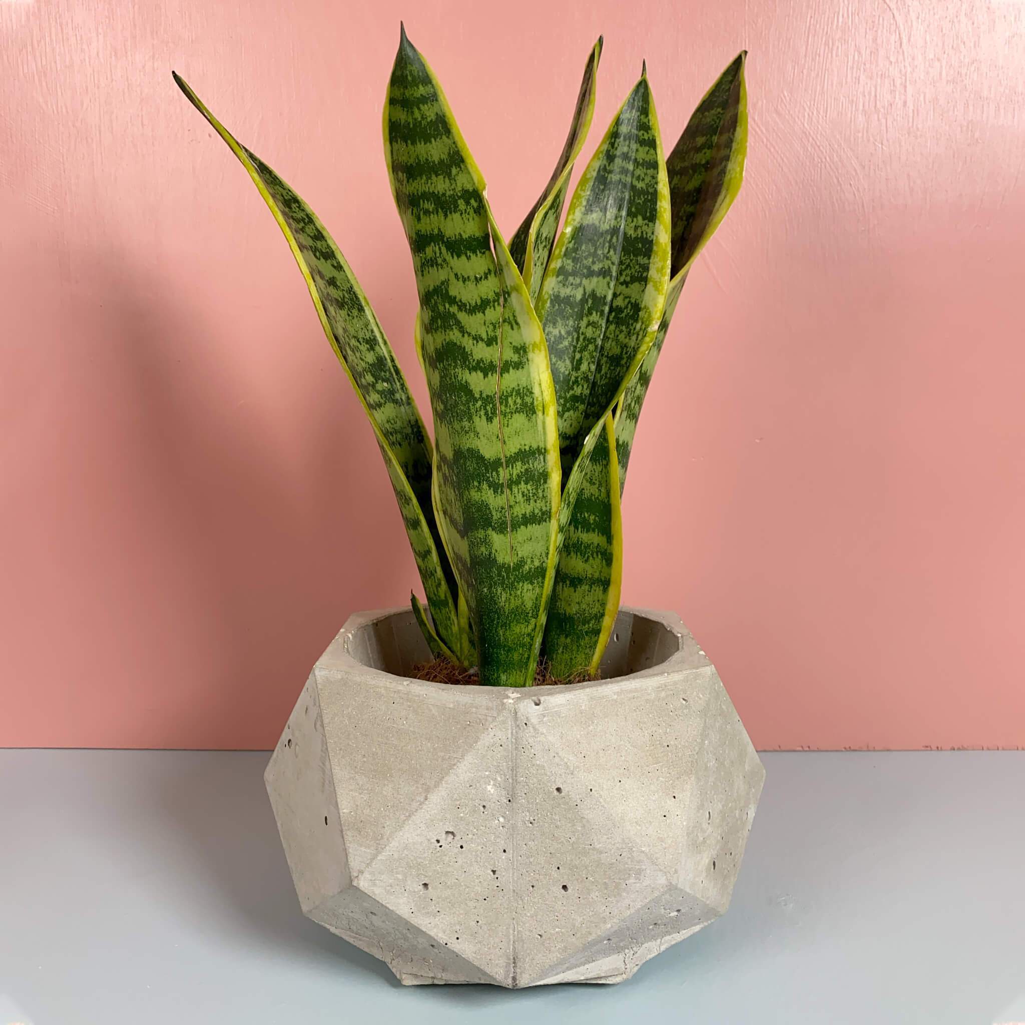 Polygon Pots - True Concrete Color