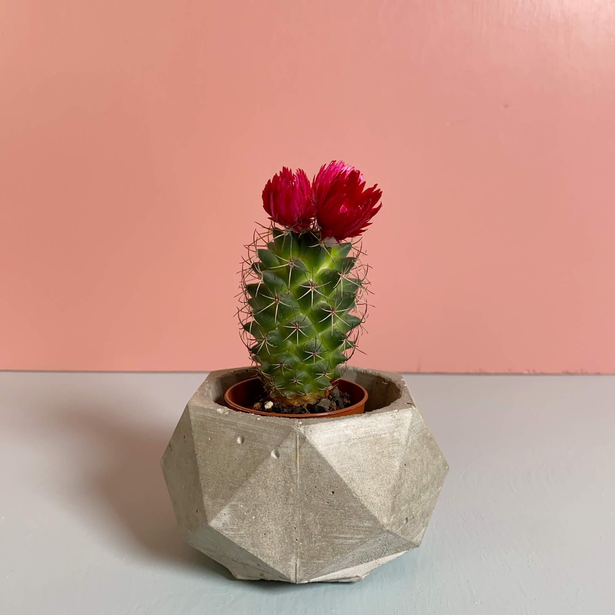 Polygon Pots - True Concrete Color
